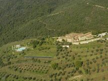 Cornia