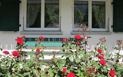 Helene: Flor, Planta, Ventana, Propiedad, Pétalo, Edificio, Casa, Pared, Arbusto