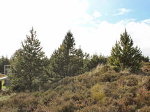 Rømø Bolilmark