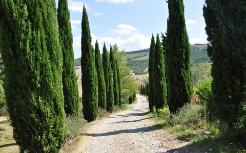 Le Querce Di Campocane: Árbol, Vegetación, Verde, Biome, Paisaje Natural, Planta, Plantas Leñosas, Entorno Natural, Reserva Natural, Arbusto