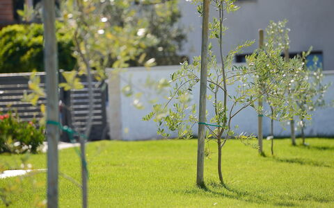 Lungera: Árbol, Verde, Hierba, Césped, Planta, Primavera, Plantas Leñosas, Parque, Rama, Flor