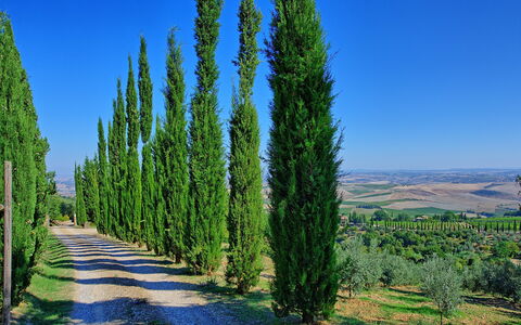 Villa Montalcino: Árbol, Naturaleza, Plantas Leñosas, Planta, Biome, Cielo, American Alerce, Pino Del Oeste, Conífera, Familia Del Ciprés