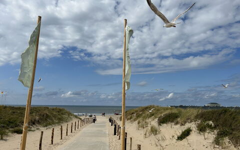 Noordwijk 450: Nube, Cielo, Ecorregión, Agua, Cuerpo De Agua, Playa, Madera, Planta