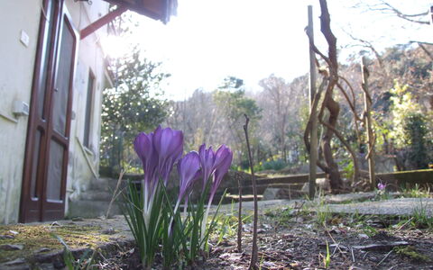 Villa Agrifogli: Flor, Planta, Púrpura, Primavera, Planta Floreciendo, Botánica, Familia De Las Gramíneas, Jardín, Yarda, Hierba